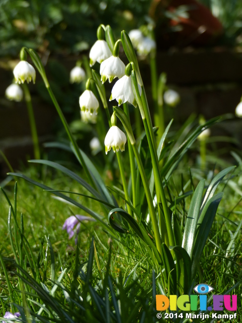 FZ003284 Spring snowflake (Leucojum vernum) in garden